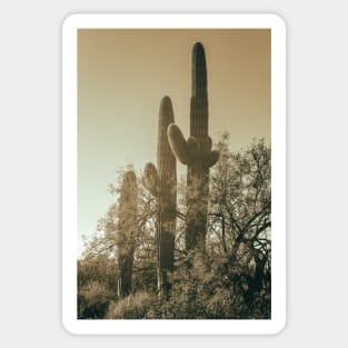 Saguaro Cacti Sticker